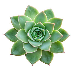 Beautiful succulent plant with rosette shape and green leaves on a white background for decoration