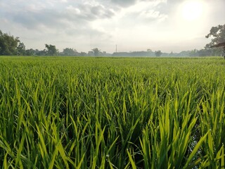 Rice plants in the paddy field with morning dew under a clear sky, suitable for the concept of agriculture.