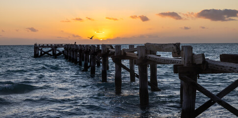 Fototapeta premium Old wooden jetty or pier with bird at sunset at Gladstone, Shark Bay, Western Australia 