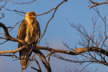 Whistling kite (Haliastur sphenurus) on a perch looking out for prey in the Murchison Region of Western Australia
