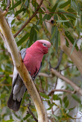 Galah (eolophus roseicapilla) on a perch in the Murchison Region of Western Australia 