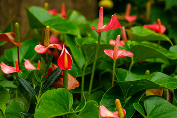 Close-up of a Colorful Anthurium Flower with Green Leaves.A detailed close-up photograph of an Anthurium flower