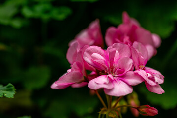 Geraniums, Crane's-bill or pelargonium graveolens