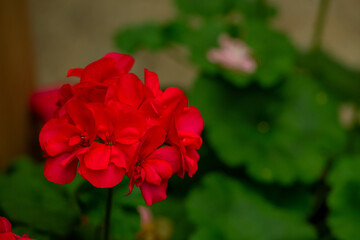 Crane's-bill .Geranium is a genus of 422 species of annual, biennial