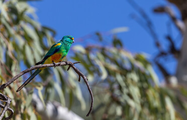 Colourful male Mulga Parrot (Psephotellus varius) on a perch  in the Murchison Region of Western Australia 