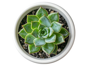 Minimalist Succulent in Ceramic Pot, Top-Down View, isolated transparent background png