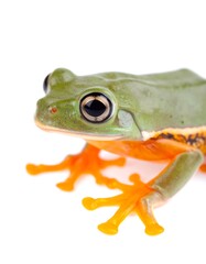 Close-up of a green frog