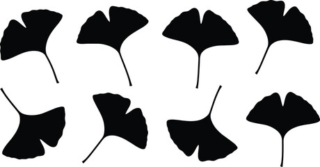 Ginkgo biloba leaf silhouettes, herbal plant vector, nature foliage design, botanical illustration, natural medicine element, eco artwork, organic decoration