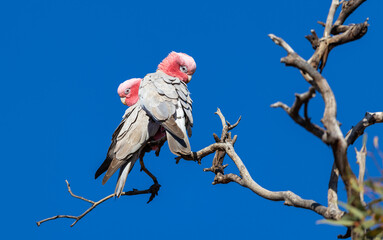 Pair of Galahs (eolophus roseicapilla) on a perch  in the Murchison Region of Western Australia 