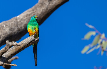 Colourful male Mulga Parrot (Psephotellus varius) on a perch  in the Murchison Region of Western Australia 