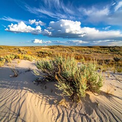 Sandy landscape with shrubs under a vibrant sky