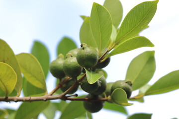 青空の下、グアバの果実が育つ幸せな瞬間