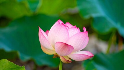 Obraz premium Close-up of a vibrant pink lotus flower (1)