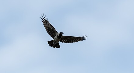 Obraz premium Dark bird in flight against a clear blue sky wings spread wide