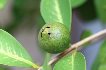 葉の間に顔を出す、初々しい緑のグアバの果実