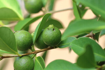 グアバの果実、緑の輝きを放つ未熟な姿