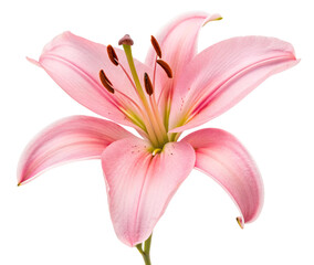 Naklejka premium Beautiful pink lily flower in full bloom isolated on black background for floral decoration art