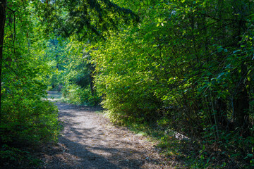 Obraz premium Bighorn Blackrock Trail #42