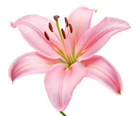 Beautiful pink lily blossom isolated on white background showcasing nature's delicate elegance