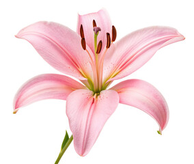Naklejka premium Exquisite pink lily flower showcasing delicate petals and vivid hues on a pristine white backdrop