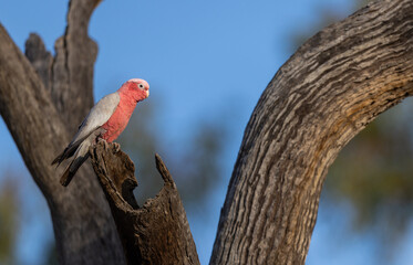 Galah (eolophus roseicapilla) at its nesting place in the Murchison Region of Western Australia 