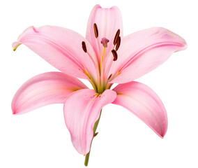 Naklejka premium Exquisite pink lily flower isolated on white background for floral arrangement and decoration