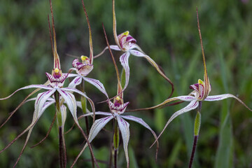 White spider Orchid (Caledenia longicauda) in the Murchison region of Western Australia