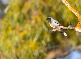 black-faced cuckooshrike (Coracina novaehollandiae)  on a perch in the Murchison Region of Western Australia