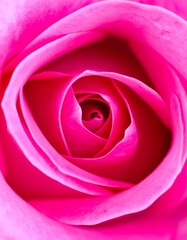 Close-up of a vibrant pink rose (3)