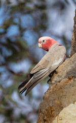 Galah (eolophus roseicapilla) at its nesting place in the Murchison Region of Western Australia 