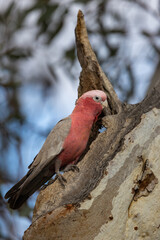 Galah (eolophus roseicapilla) at its nesting place in the Murchison Region of Western Australia 
