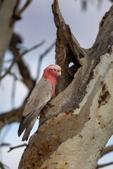 Galah (eolophus roseicapilla) at its nesting place in the Murchison Region of Western Australia 