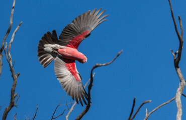 Beautiful Galah (eolophus roseicapilla) in flight  in the Murchison Region of Western Australia 