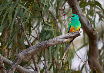 Colourful male Mulga Parrot (Psephotellus varius) on a perch in the Murchison Region of Western Australia