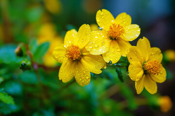 Vibrant yellow wildflowers glisten with fresh raindrops against a lush green background