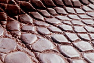 Crocodile Leather Tanned Brown Exotic Skin Material