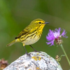 Yellow-rumped warbler perched on rock