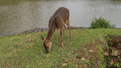 A deer Rusa Cervus timorensis grazes on a green lawn by a pond. The head is lowered, the animal is eating grass. Mauritius. La Vallée Des Couleurs Nature Park  