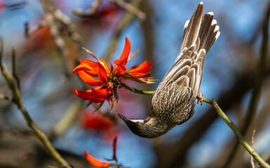 Red Wattlebird (Anthochaera carunculata) feeding on the flowers of a flame tree in Perth, Western Australia