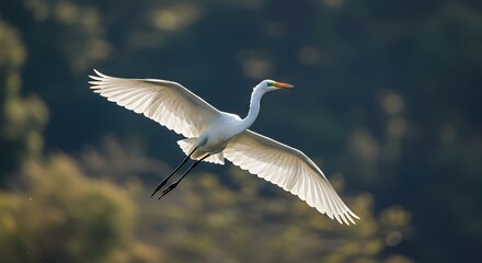 Elegant white bird soaring with outstretched wings against a blurred background