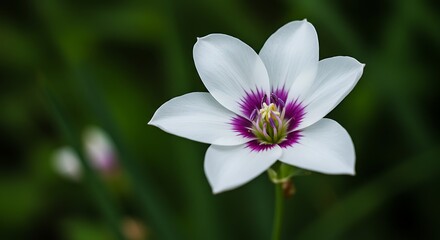 Obraz premium Elegant white flower with purple center against a blurred green background