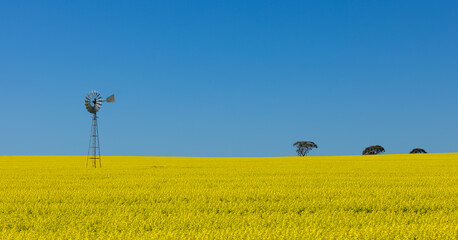 Windmill in flowering canola fields in the Wheatbelt of Western Australia