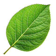 Obraz premium A single vibrant green leaf with detailed veins isolated on a black background isolated on white background isolated on transparent background