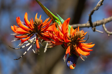 Colourful Rainbow Lorikeet (trichoglossus moluccanus) feeding on the flowers of a flame tree in Perth, Western Australia