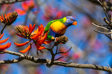 Colourful Rainbow Lorikeet (trichoglossus moluccanus) feeding on the flowers of a flame tree in Perth, Western Australia