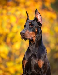 Doberman Pinscher in Autumnal Setting.