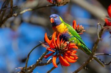 Colourful Rainbow Lorikeet (trichoglossus moluccanus) feeding on the flowers of a flame tree in Perth, Western Australia
