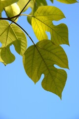 快晴のカジノキ黄金葉のクローズアップです。