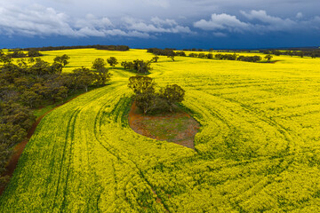 Flowering canola fields before a dark storm in the countryside of Wogan Hills in Wheatbelt of Western Australia