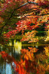 水辺の紅葉が池にリフレクションしています。